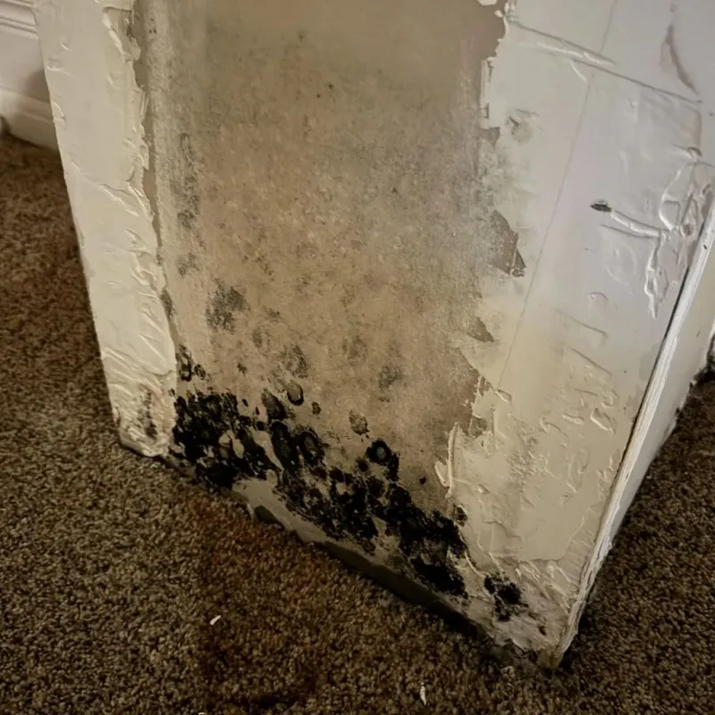 Professional Mold Removal in Wyoming County, WV